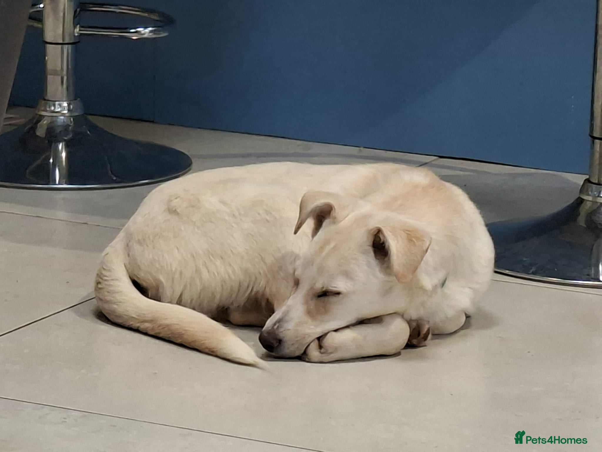 Mixed Breed dogs George - north Walsham Norfolk  - Advert 17