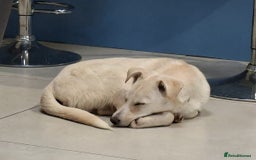 Mixed Breed dogs for adoption: George - north Walsham Norfolk  - Advert 1