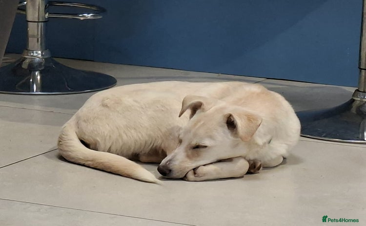 Mixed Breed dogs George - north Walsham Norfolk  - Advert 1