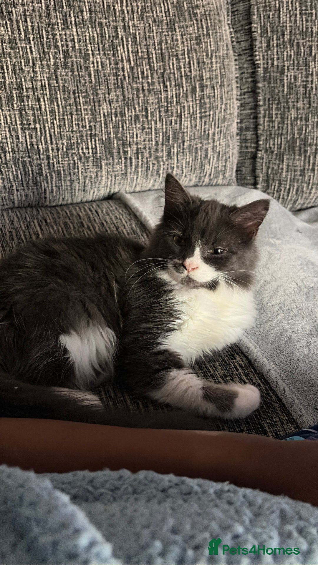 British Longhair cats for sale: 2 Male Kittens - Advert 5