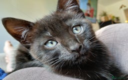 Mixed Breed cats for sale: Two Black kittens from family home - Image 7