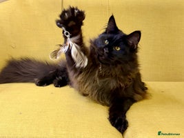 Maine Coon cats Gorgeous Purebred Maine Coon - Advert 7