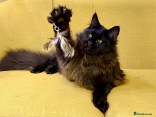 Maine Coon cats Gorgeous Black Smoke Purebred Maine Coon - Advert 10