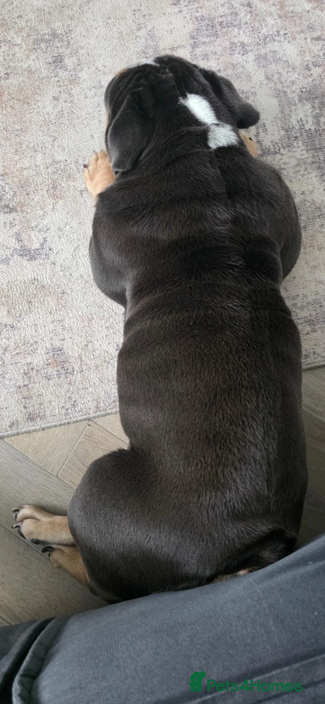 English Bulldog dogs for sale: Shelby – Beautiful 4-Year-Old English Bulldog - Advert 5