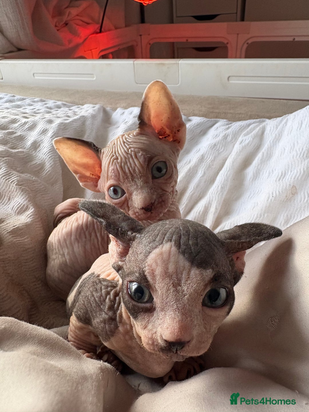 Sphynx cats for sale: Two beautiful male Sphynx kittens  - Advert 10