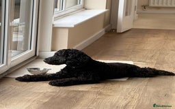 Cockapoo dogs for sale: 1 year old female cockapoo - Advert 4