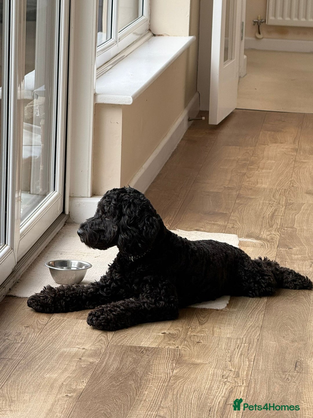 Cockapoo dogs for sale: 1 year old female cockapoo - Advert 4