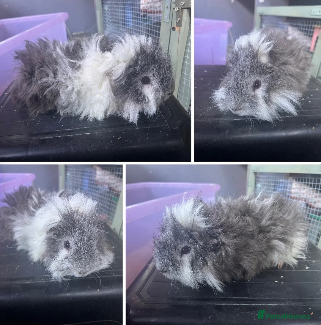 Guinea Pig rodents for sale: Lunkarya bonded Guinea pig boar pair  - Advert 5