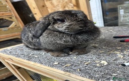 Mini Lop rabbits for sale: Steel BRC Minilop doe  - Image 5