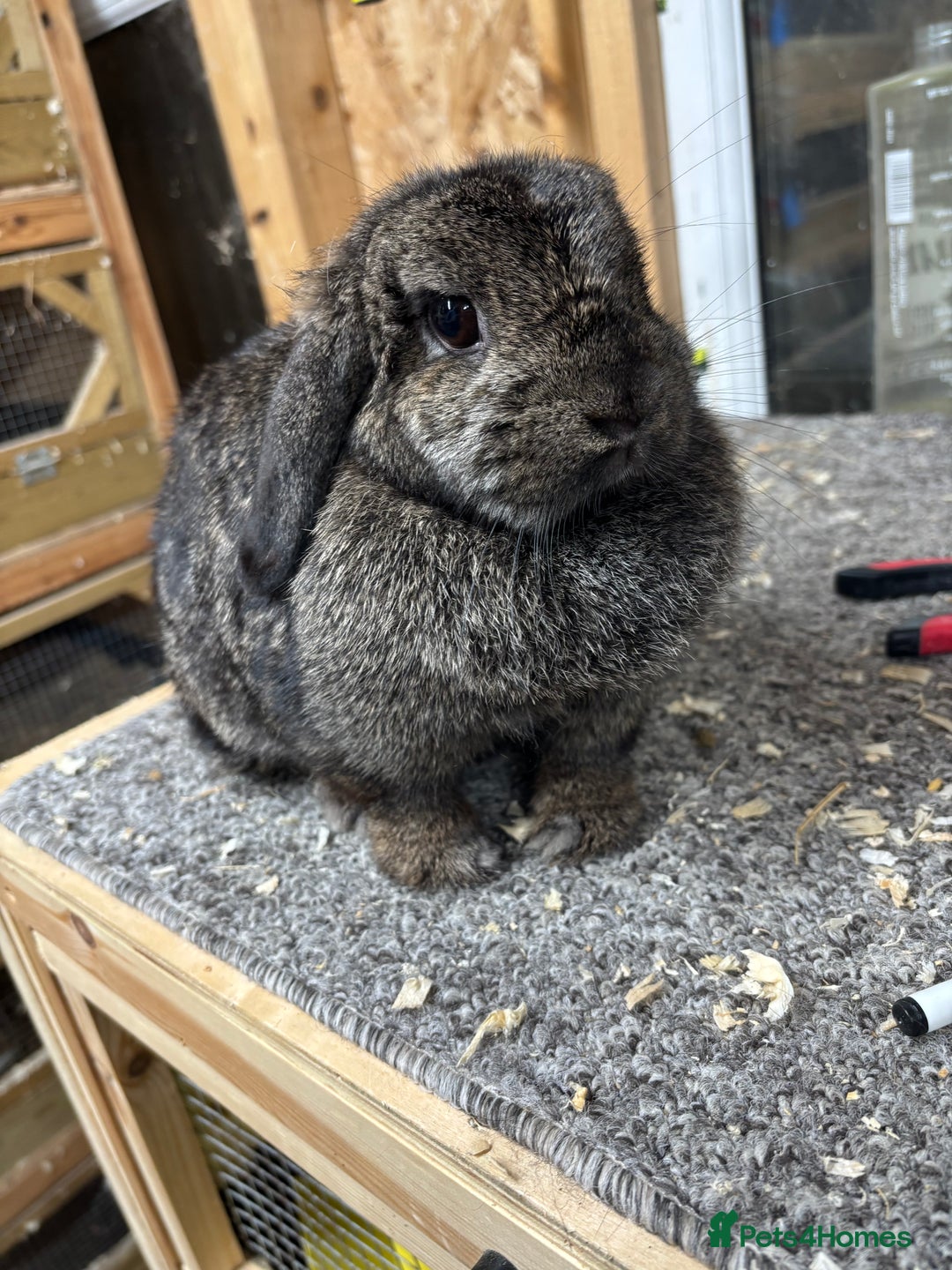 Mini Lop rabbits for sale: Steel BRC Minilop doe  - Image 5