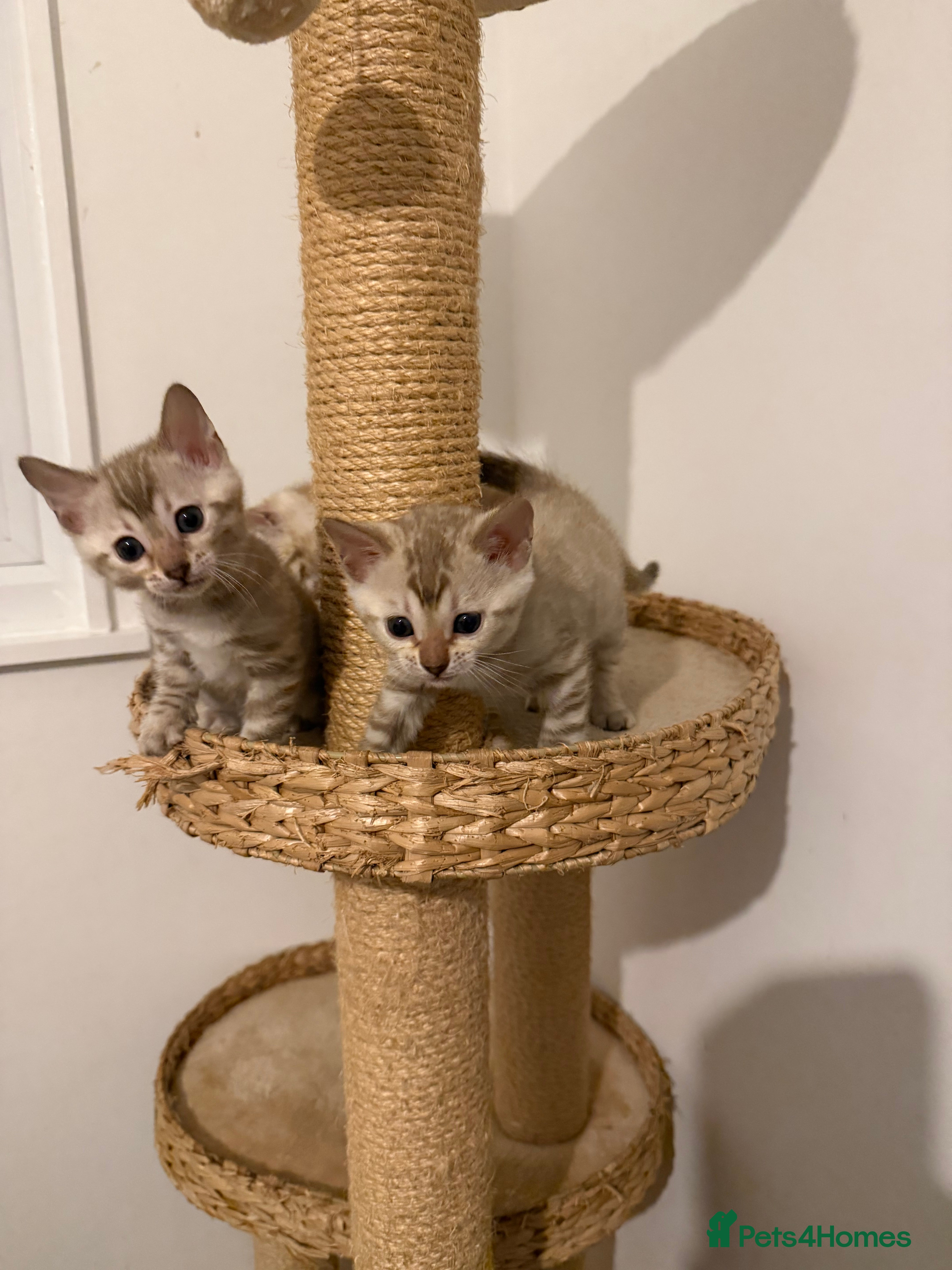 Bengal cats Pure Snow Bengal Kittens, Ready Today!  - Advert 2