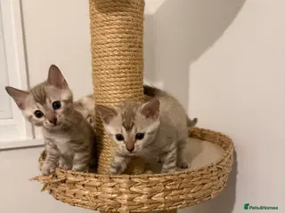 Bengal cats Pure Snow Bengal Kittens, Ready Today! - Advert 3