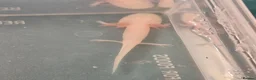 Axolotl reptiles for sale: Axolotl babies hatched 2/1/26 in Sutton-in-Ashfield - Advert 9
