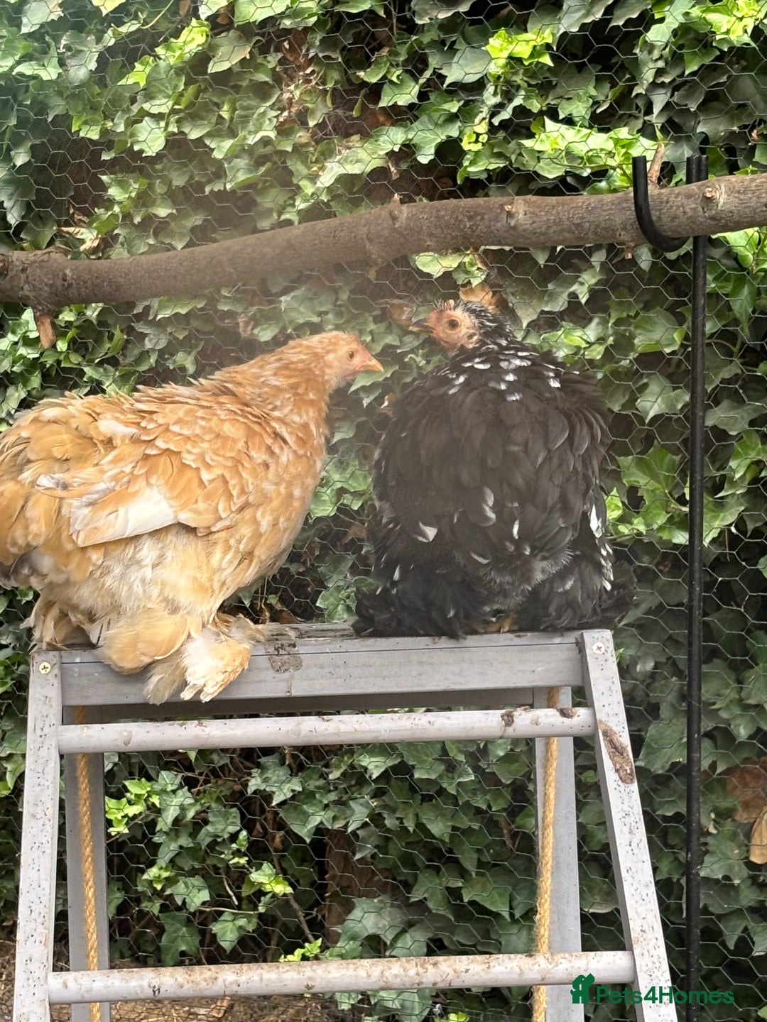 Chickens poultry for sale: Full set up including hens - Image 3
