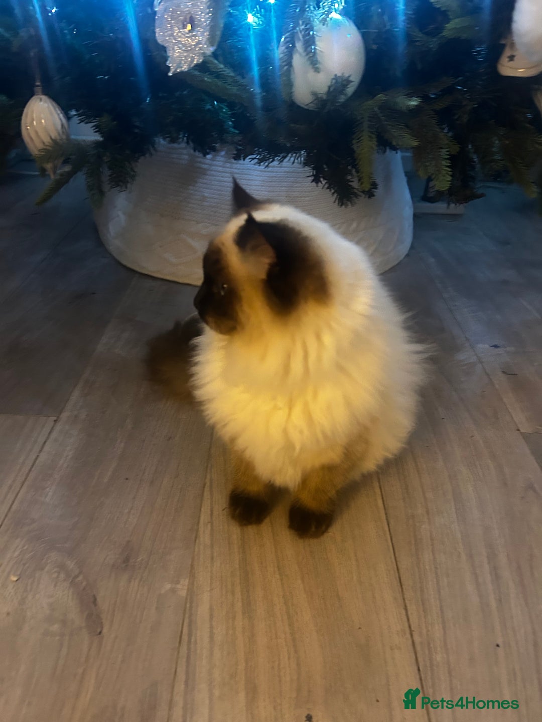 Ragdoll cats for sale: Male Ragdoll boy ready now - Advert 3