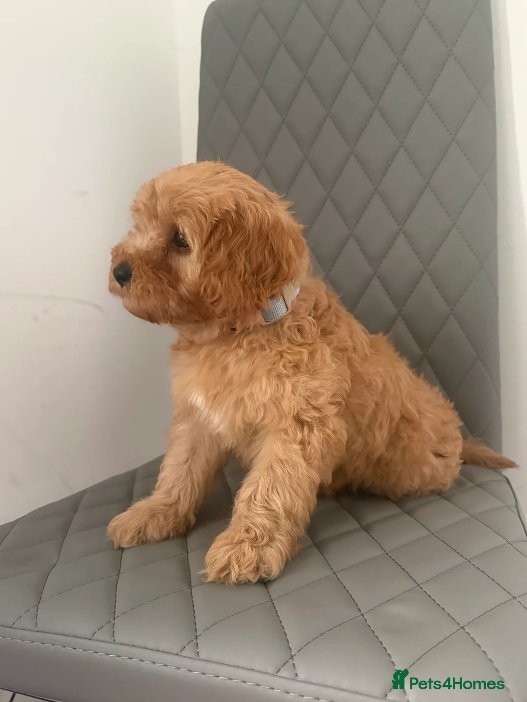 Cavapoo dogs for sale: 1 male Cavapoo puppy  - Advert 5