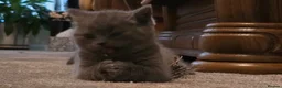 British Shorthair cats for sale: Two Stunning Pedigree British Shorthair Girls - Advert 5
