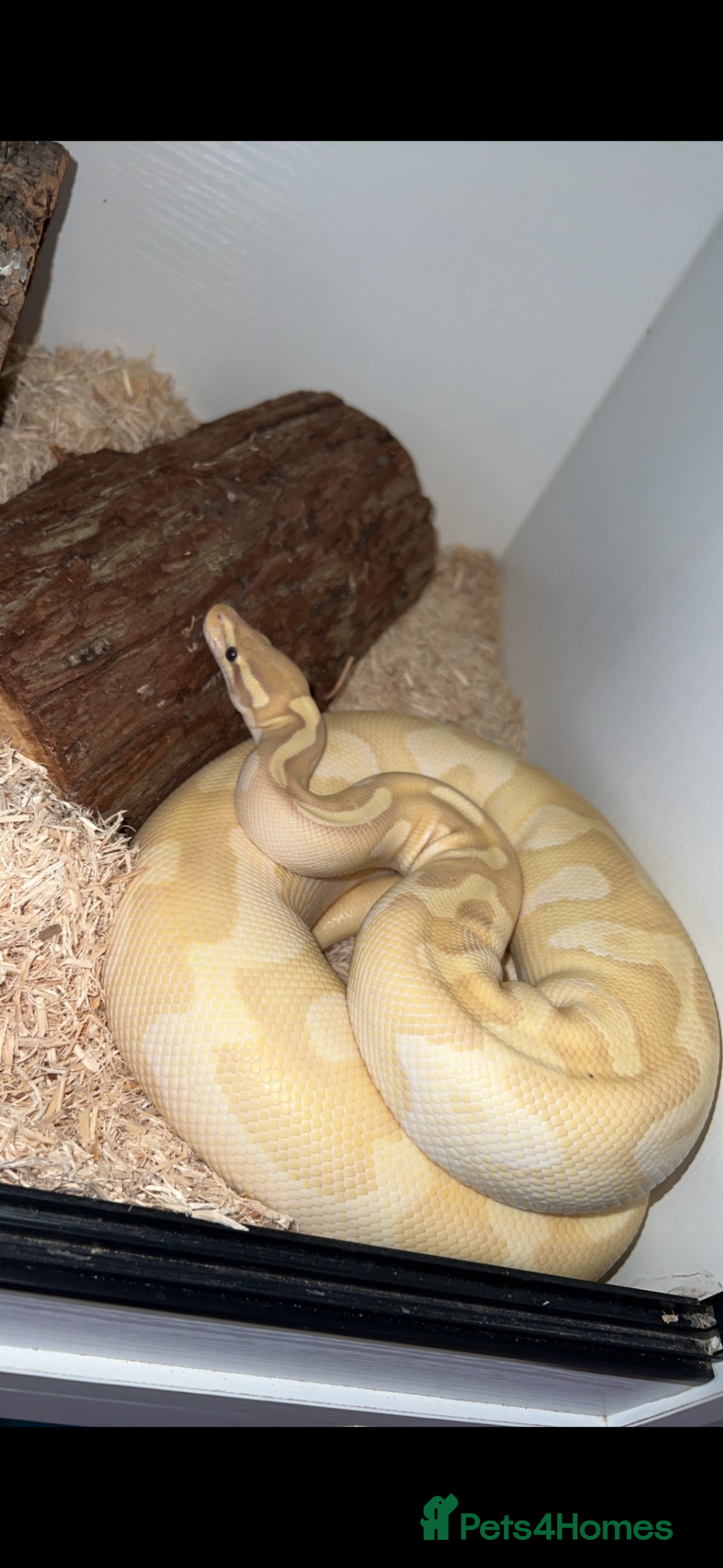 Python Snake reptiles for sale: 2 Female ball pythons & setups (optional) - Advert 2