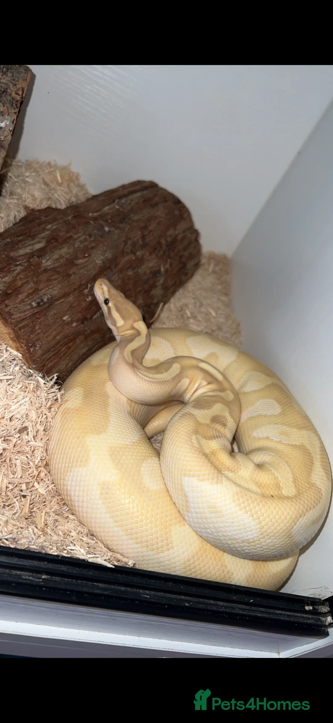 Python Snake reptiles for sale: 2 Female ball pythons & setups (optional) - Advert 2