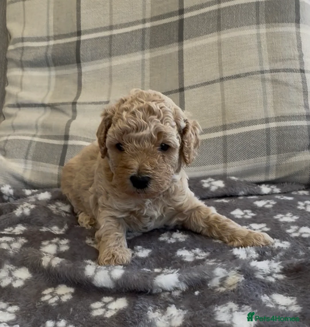Cavapoo dogs for sale: FB1 CAVAPOO PUPPIES  - Advert 2