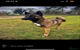 Belgian Shepherd Dog dogs for stud: Belgian malinois x American Akita STUD - Image 1