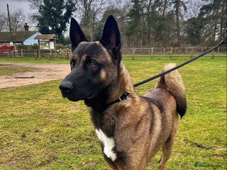 Belgian Shepherd Dog dogs - Advert 24