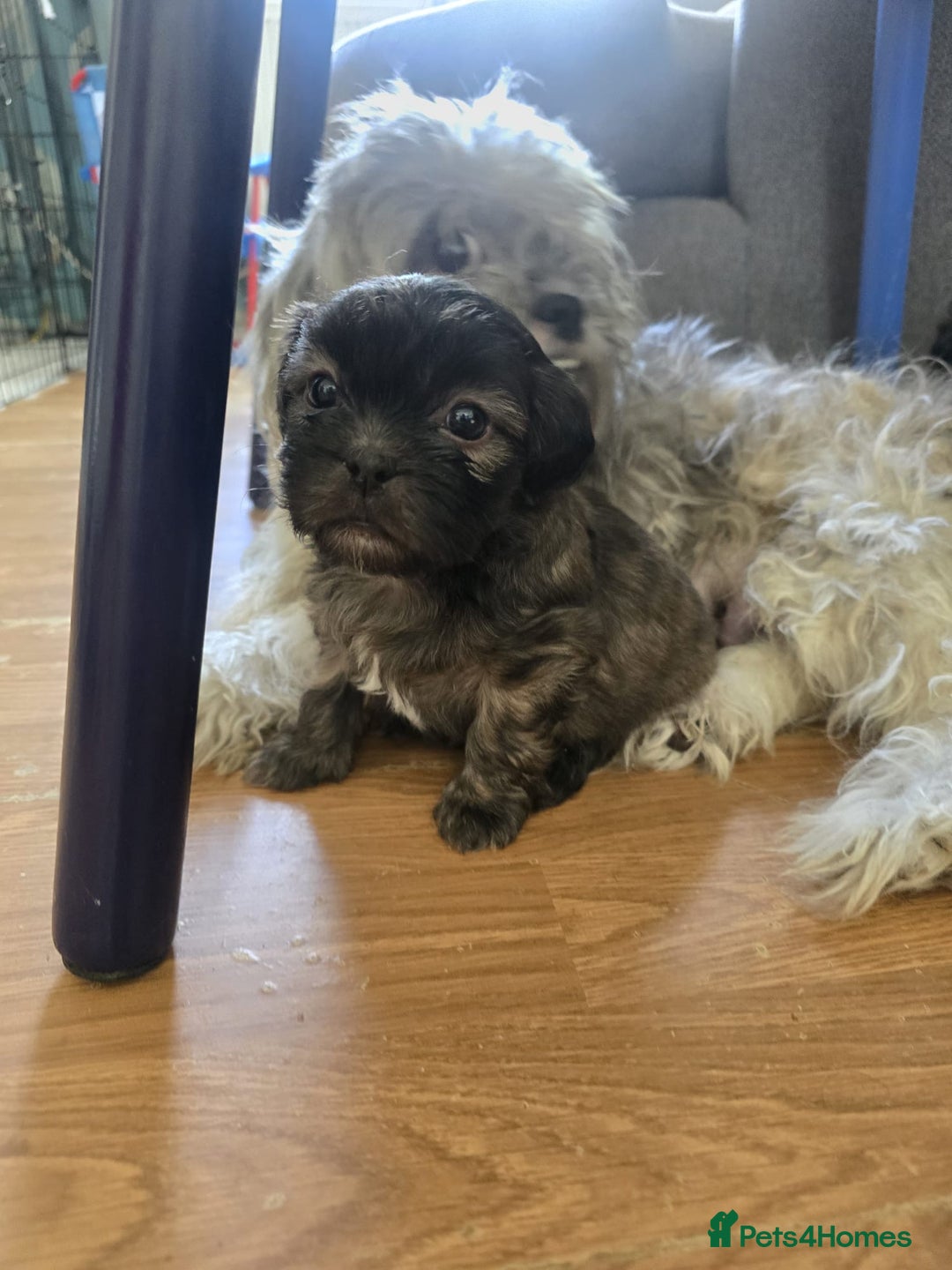 Zuchon dogs for sale: Bichon/Shih tzu puppies  - Image 5