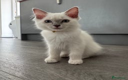 Ragdoll cats for sale: GCCF Lilac Ragdoll Kitten 1 remaining - Reduced in Bishop Auckland - Image 8