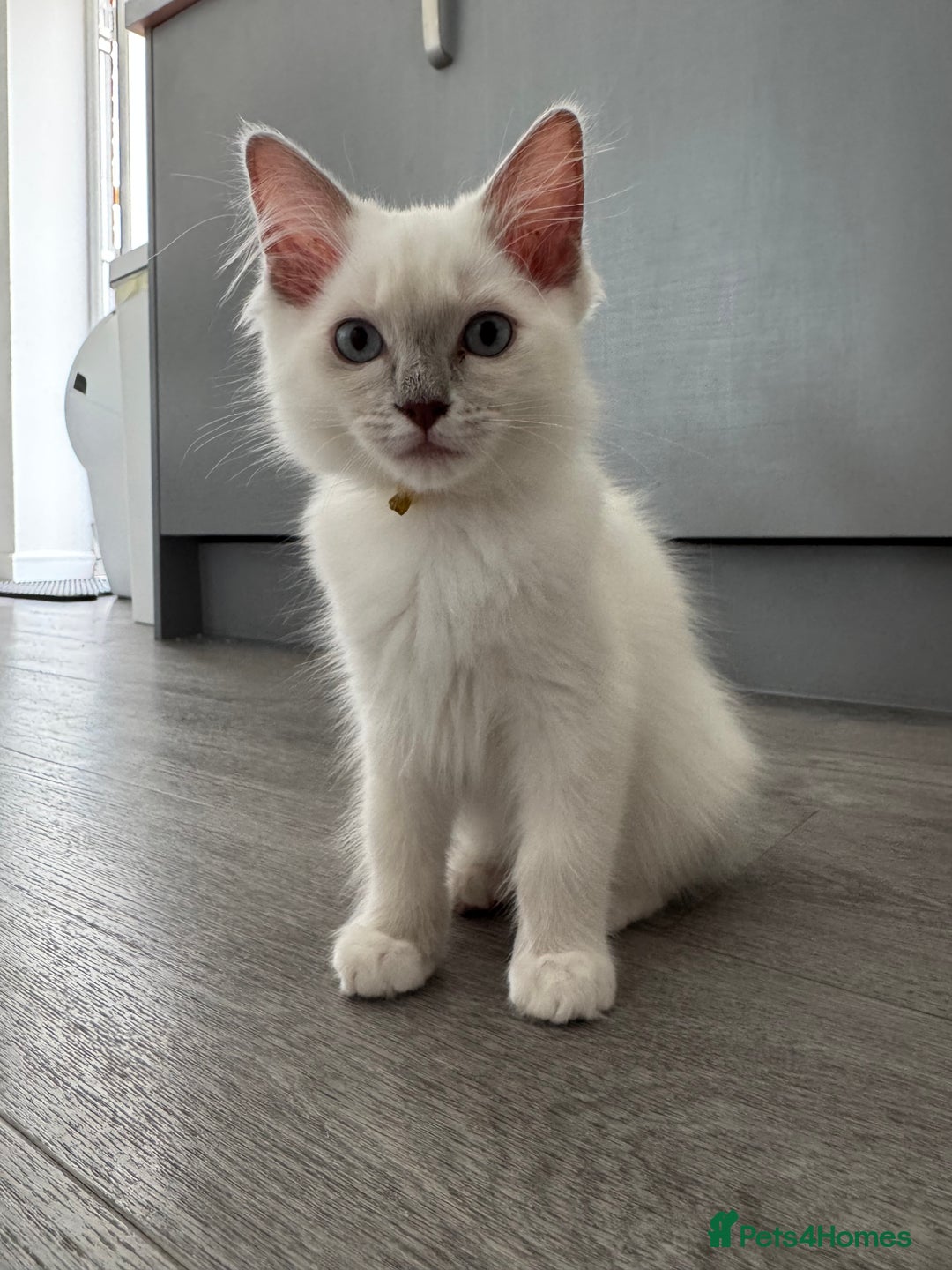 Ragdoll cats for sale: GCCF Lilac Ragdoll Kitten 1 remaining - Reduced in Bishop Auckland - Image 8