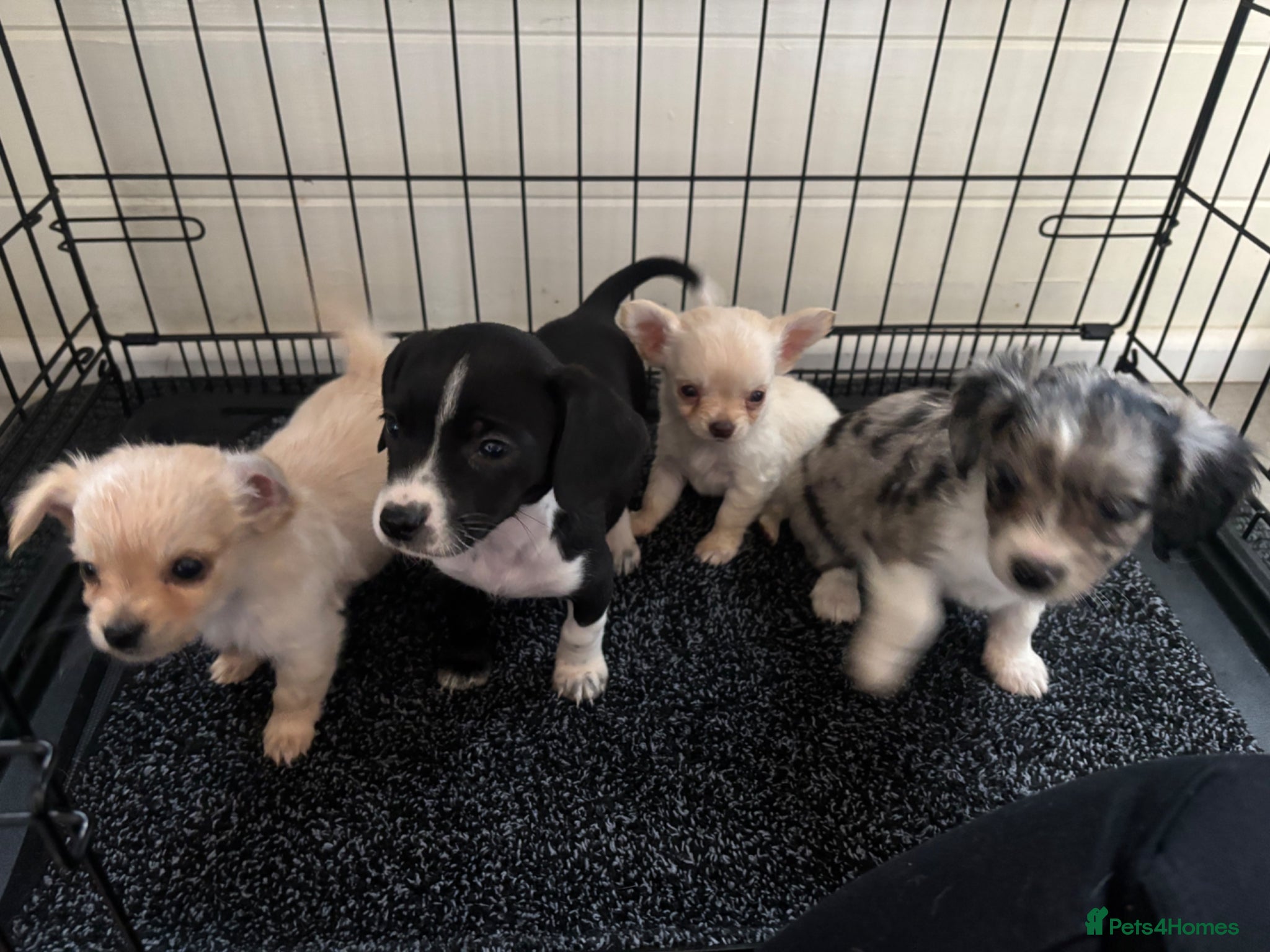 Mixed Breed dogs CHIHUAHUA PUPS AVAILABLE 9TH APRIL - Advert 4
