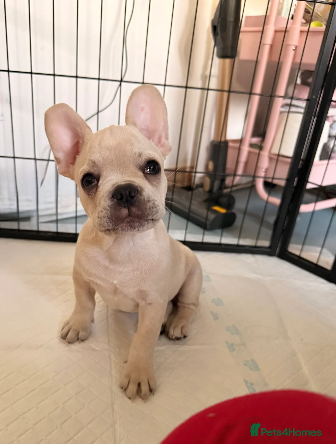 French Bulldog dogs for sale: Full KC Frenchie - 1 Beautiful little boy left - Advert 12