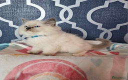 Ragdoll cats for sale: 🏆 CHAMPION FATHER 🏆GCCF REGISTERED KITTENS  - Image 17