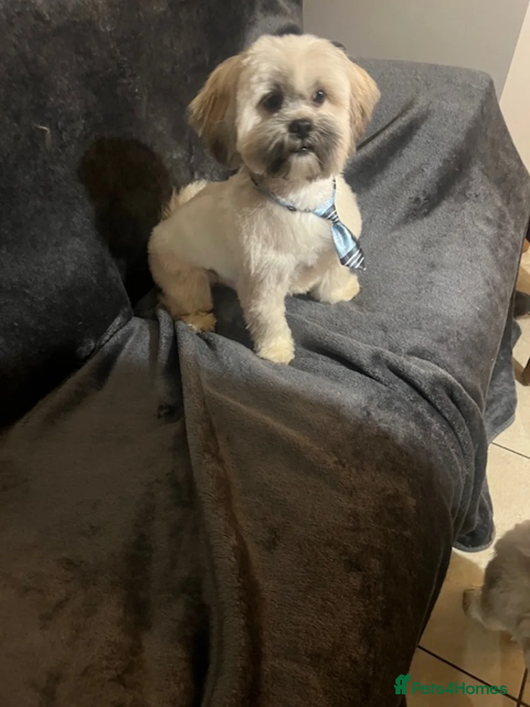 Lhasa Apso dogs for stud: KC Lhasa for stud  - Advert 1