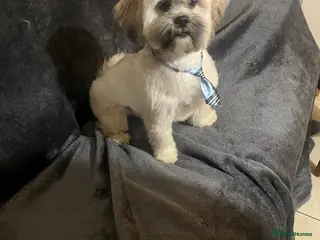 Lhasa Apso dogs KC Lhasa for stud - Advert 1