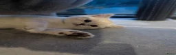 British Shorthair cats for sale: Beautiful British shorthair kittens - Advert 19