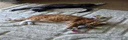 Mixed Breed cats for sale: 2 female 2 male cats  - Advert 1