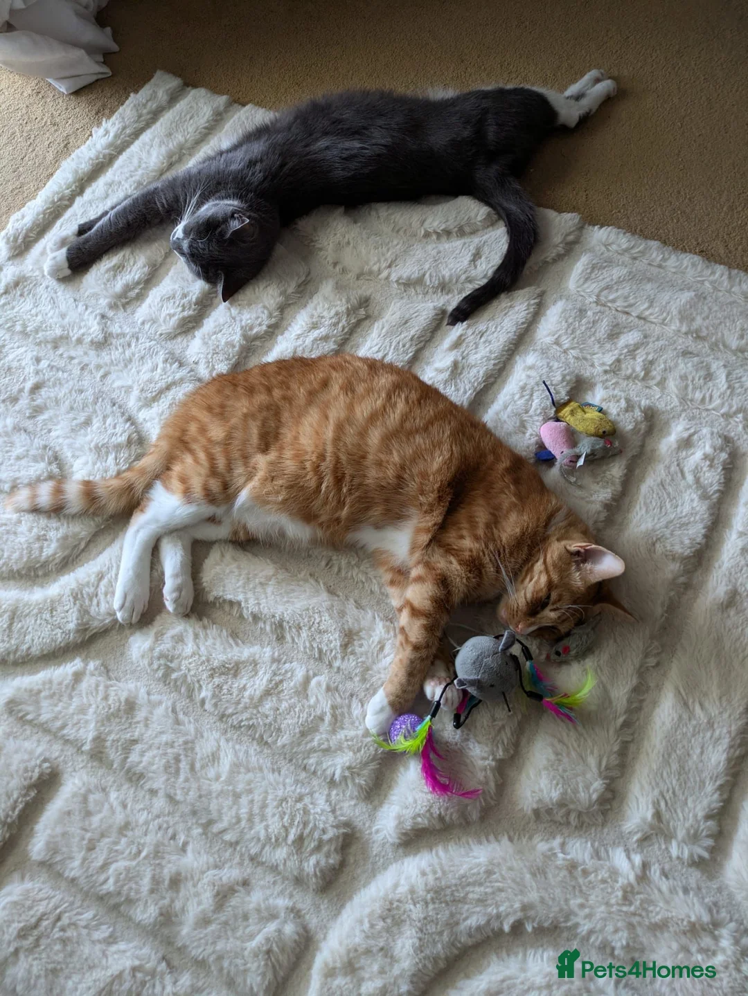 Mixed Breed cats for sale: 2 female 2 male cats  - Advert 1
