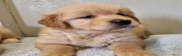 Golden Retriever dogs for sale: Stunning golden Girls - Advert 4