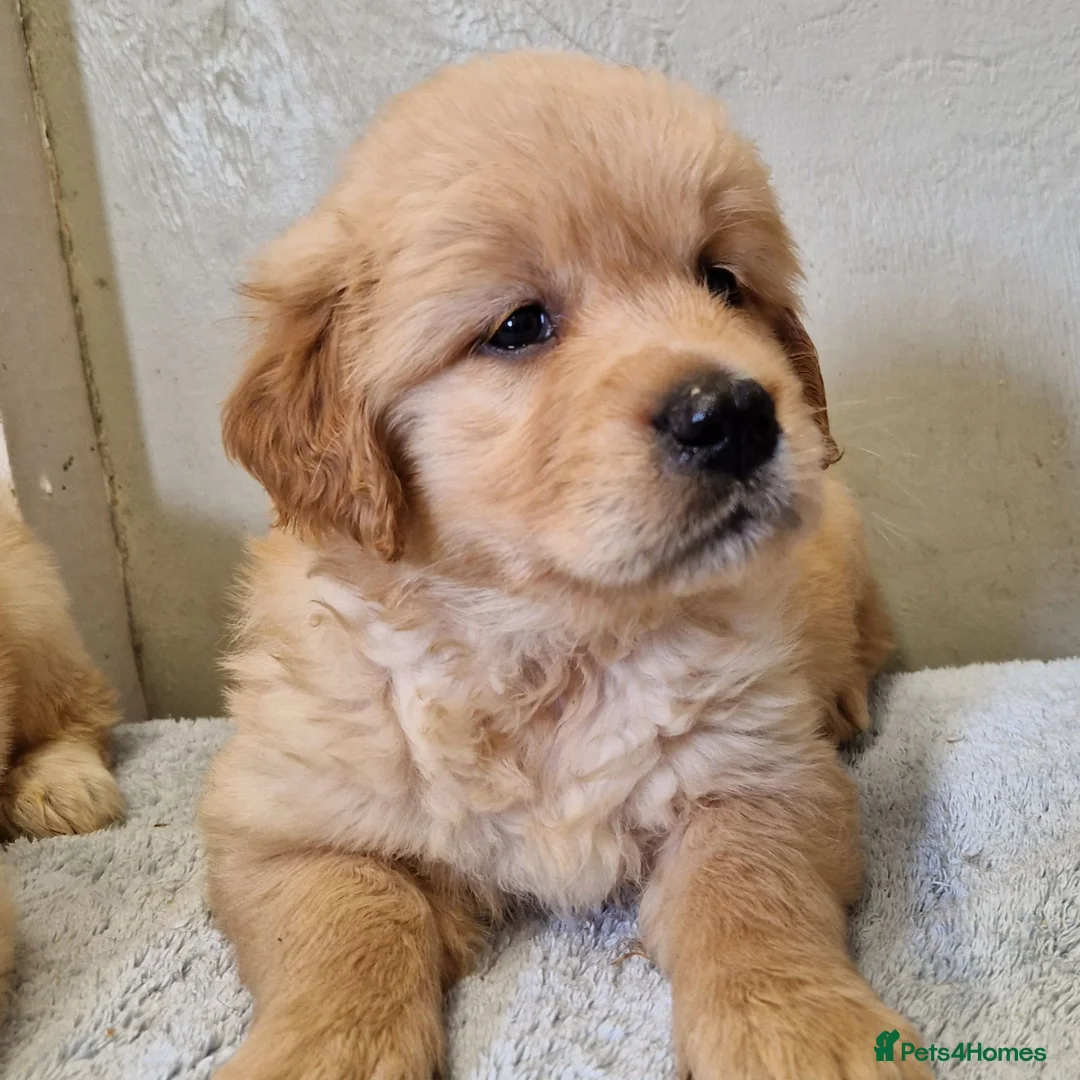 Golden Retriever dogs for sale: Stunning golden Girls - Advert 4