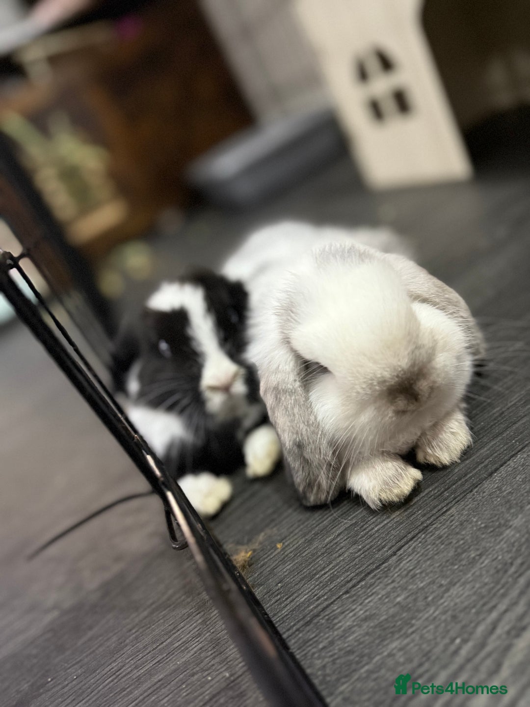 Mini Lop rabbits for sale: VACCINATED 2 Bucks Mini lops 🩵 - Image 2