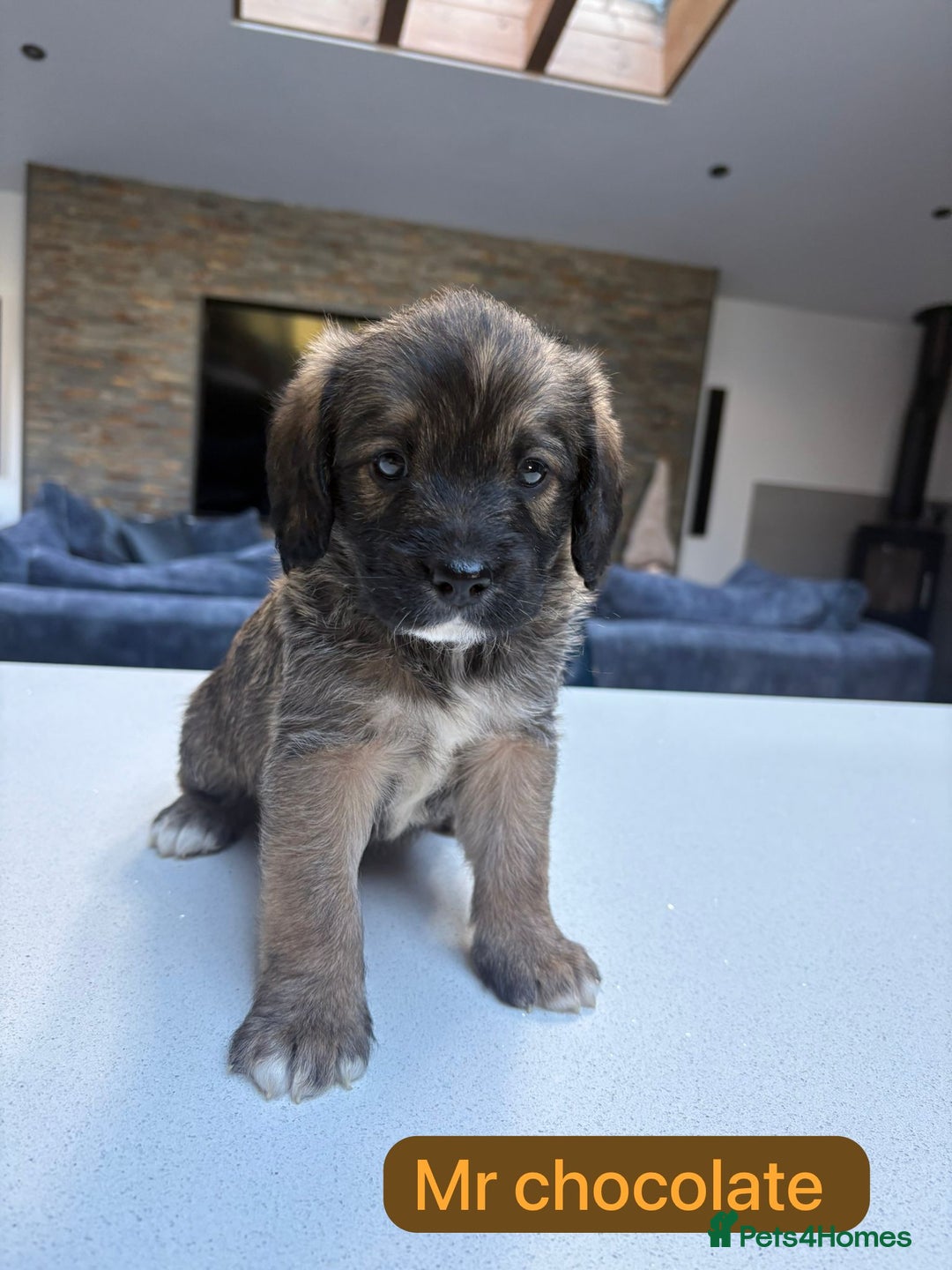 Mixed Breed dogs for sale: Outstanding Saint Bernadoodle Puppies  - Image 29