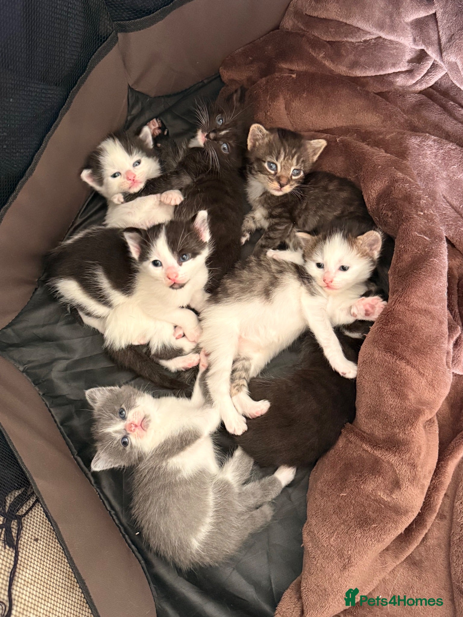 Mixed Breed cats 7 adorable kittens for sale  - Advert 3