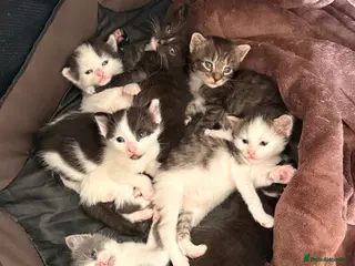 Mixed Breed cats 7 adorable kittens for sale - Advert 6