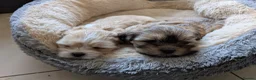 Lhasa Apso dogs for sale: Lhasa Apso puppies in Kent - Advert 5