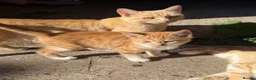 Mixed Breed cats for sale: Two boy ginger kittens  - Advert 9