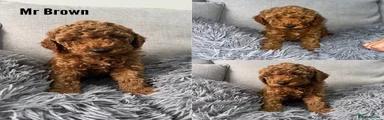 Labradoodle 1
