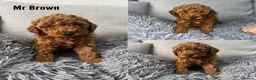 Labradoodle dogs for sale: Miniature Labradoodles  - Advert 11