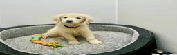 Golden Retriever dogs for sale: Stunning English cream golden retriever puppies - Advert 3
