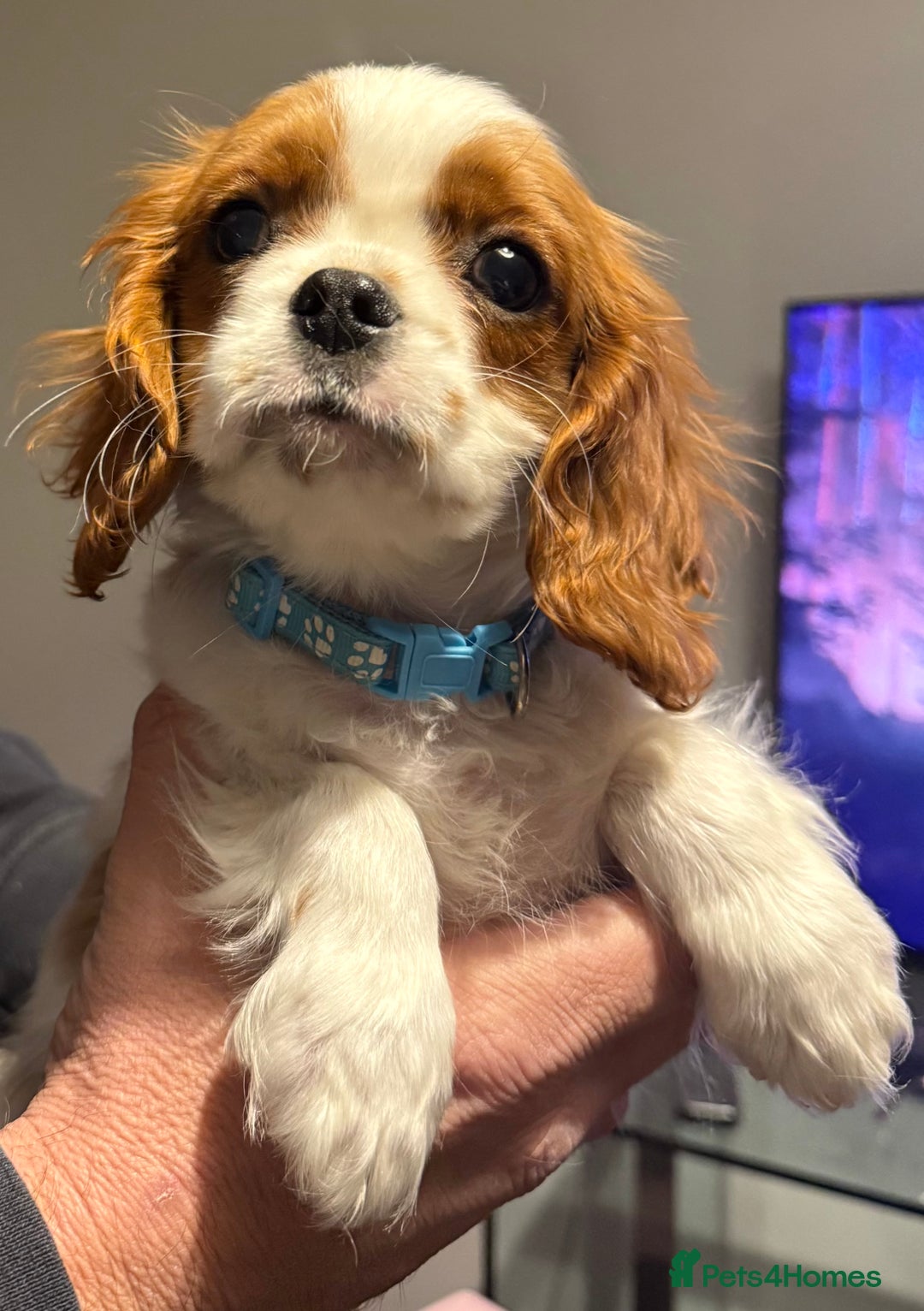 Cavalier King Charles Spaniel dogs for sale: ADORABLE HEALTH CLEAR CAVALIER KING CHARLES  - Advert 8