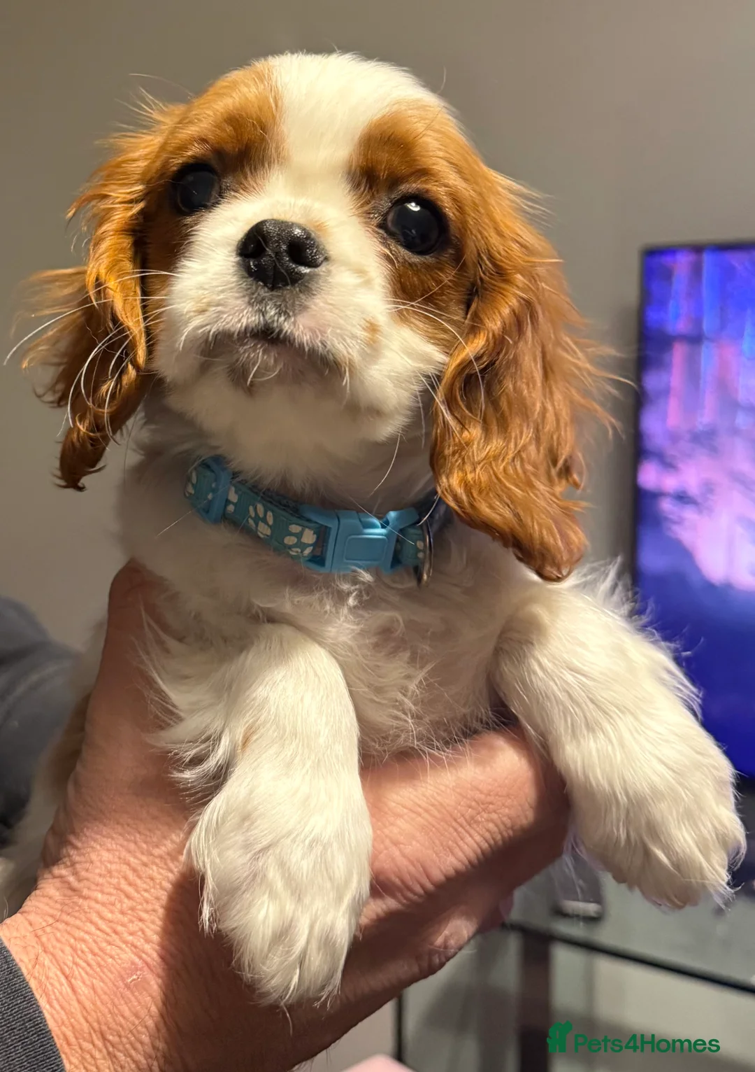 Cavalier King Charles Spaniel dogs for sale: ADORABLE HEALTH CLEAR CAVALIER KING CHARLES  - Advert 8